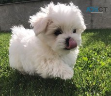 Maltese Puppies For Sale