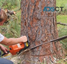 Tree Removal Services Hawkesbury-Tree Dropper 