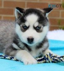 Siberian husky puppies for sale 