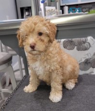Maltipoo puppies for sale 