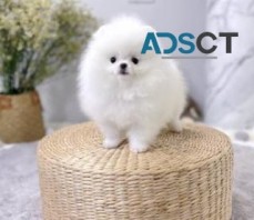 Pomeranian puppies for sale