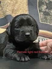 Goldador ( Lab x Golden Retriever )