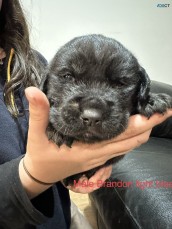 Goldador ( Lab x Golden Retriever )