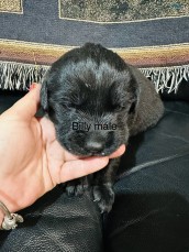 Goldador ( Lab x Golden Retriever )