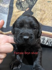 Goldador ( Lab x Golden Retriever )