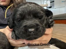 Goldador ( Lab x Golden Retriever )