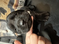 Goldador ( Lab x Golden Retriever )