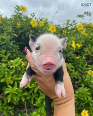 mini pigs for sale 