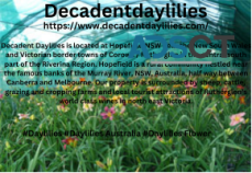 Decadent - Daylilies For Sale in Austral