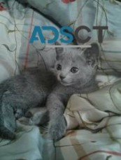 Russian blue kittens for sale