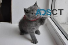 Adorable Russian Blue Kittens for sale