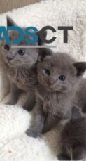 two Russian Blues Kitten For Sale.