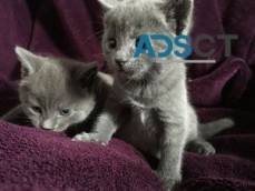 My Russian Blue Kittens For Sale.