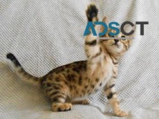 Registered Bengal Kittens For Sale