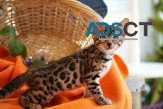 Gorgeous Bengal kittens For Sale.