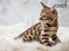 Cute & Lovely Bengal Kittens Ready 