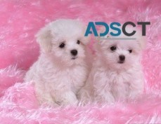 Adorable Maltese Puppies For Sale