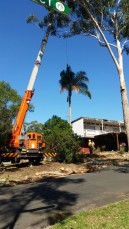 Emergency Tree Removal Bossley Park