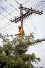 Tree Removal Parramatta