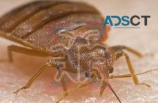 Bed Bug Control Sydney