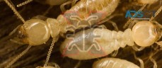 Termite control Sydney