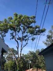 Tree Pruning Sydney