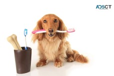Professional Pet Dental Care: Ensure Your Furry Friend's Dental Health