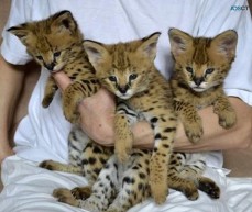 Serval kittens to a great home for sale