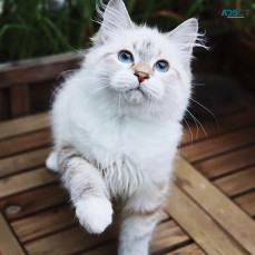 Available Siberian Kittens For Adoption