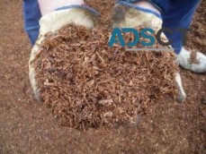 Local Tree Mulching Sydney