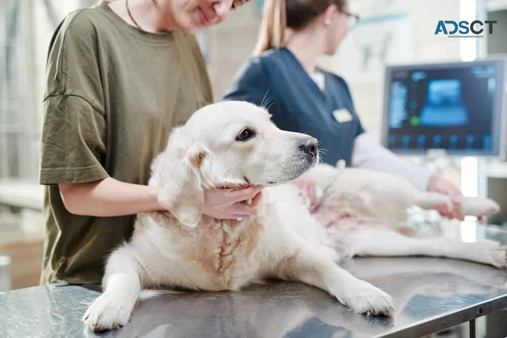 Urgent Pet Care Just Around the Corner: Emergency Vet Near Me