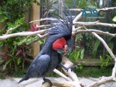 Black Palm Cockatoo Needs Loving Forever