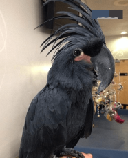 Black Palm Cockatoo Needs Loving Forever