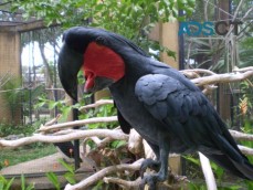 Black Palm Cockatoo Needs Loving Forever