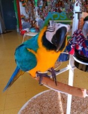 Lovely blue and gold macaw now available