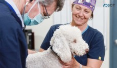 Expert Veterinary Care Near Your Home