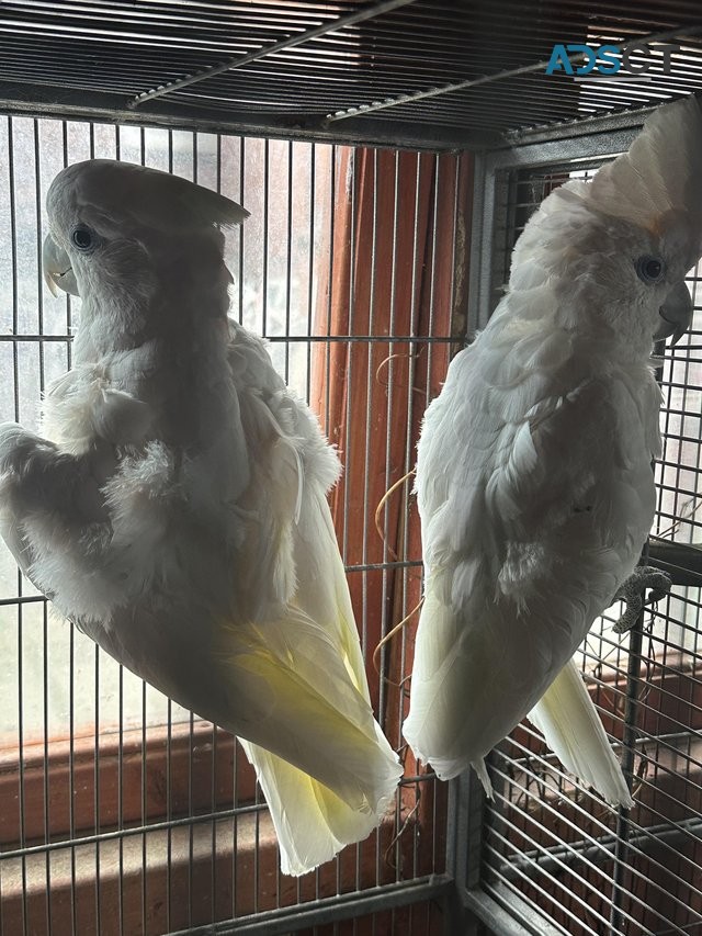 Pair Of Cockatoo