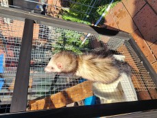 Ferrets rehome