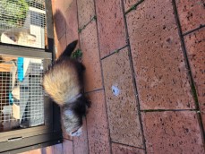 Ferrets rehome
