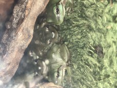 Green tree frog babies 
