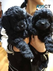 Beautiful 1st Gen Toy Cavoodle Puppies
