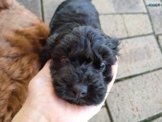 Beautiful 1st Gen Toy Cavoodle Puppies
