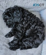 Beautiful 1st Gen Toy Cavoodle Puppies