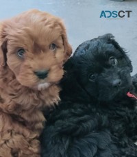 Beautiful 1st Gen Toy Cavoodle Puppies