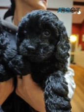 Beautiful 1st Gen Toy Cavoodle Puppies