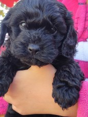 Beautiful 1st Gen Toy Cavoodle Puppies