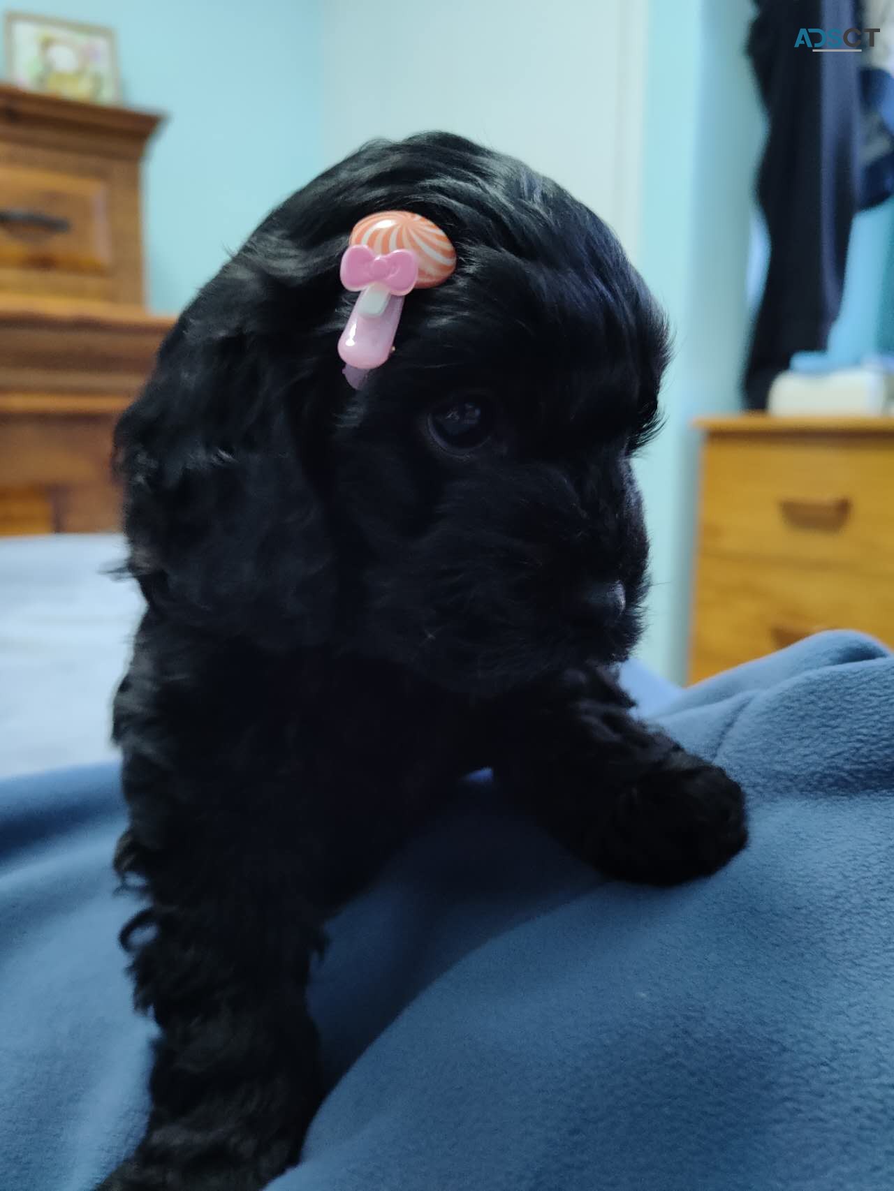 Beautiful 1st Gen Toy Cavoodle Puppies