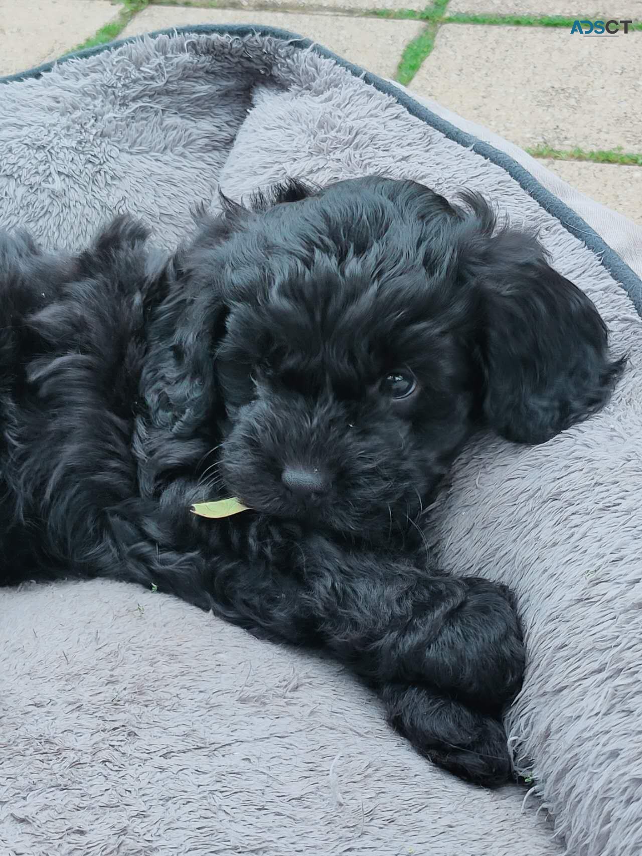 Beautiful 1st Gen Toy Cavoodle Puppies