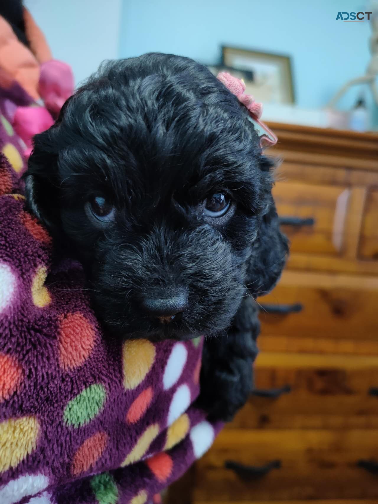 Beautiful 1st Gen Toy Cavoodle Puppies