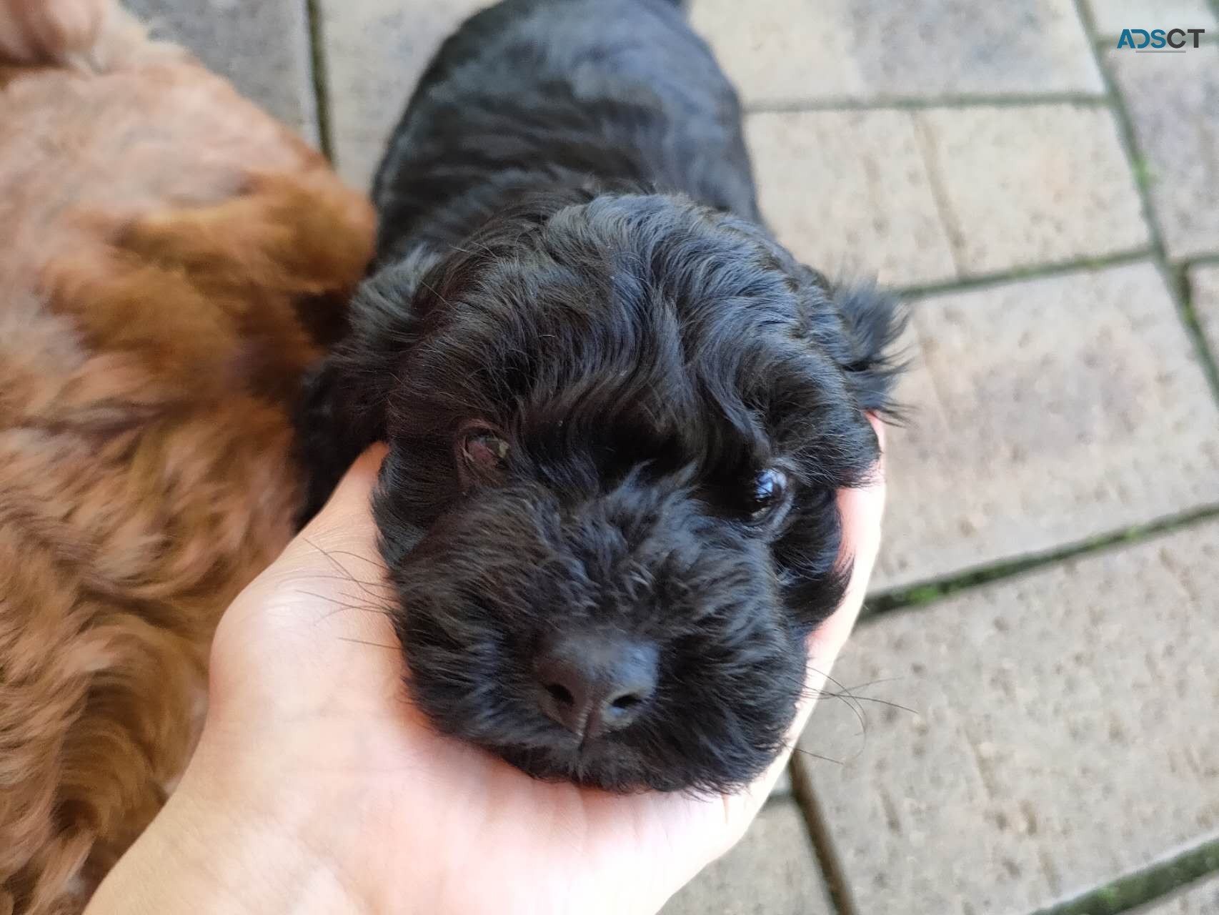 Beautiful 1st Gen Toy Cavoodle Puppies